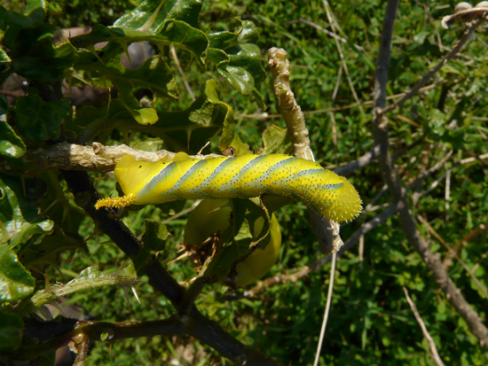 Acherontia atropos (bruco)